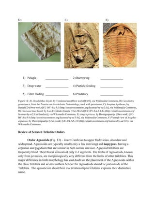D) E) F)
1) Pelagic _______________ 2) Burrowing _______________
3) Deep water _______________ 4) Particle feeding _______________
5) Filter feeding _______________ 6) Predatory _______________
Figure 12: A) Lloydolithus lloydi, by Tomleetaiwan (Own work) [CC0], via Wikimedia Commons, B) Carolinites
genacinaca, from the Treatise on Invertebrate Paleontology, used with permission, C) Asaphus lepidurus, by
DanielCD (Own work) [CC-BY-SA-3.0 (http://creativecommons.org/licenses/by-sa/3.0)], via Wikimedia Commons,
D) Cruziana trace fossil, by Luis Fernández García (Own Work) [CC-BY-SA-2.1-Es (http://creativecommons.org/
licenses/by-a/2.1/es/deed.en)], via Wikimedia Commons, E) Ampyx priscus, by Dwergenpaartje (Own work) [CC-
BY-SA-3.0 (http://creativecommons.org/licenses/by-sa/3.0)], via Wikimedia Commons, F) Ventral view of Asaphus
expansus, by Dwergenpaartje (Own work) [CC-BY-SA-3.0 (http://creativecommons.org/licenses/by-sa/3.0)], via
Wikimedia Commons.
Review of Selected Trilobite Orders
Order Agnostida (Fig. 13) – lower Cambrian to upper Ordovician, abundant and
widespread. Agnostoids are typically small (only a few mm long) and isopygous, having a
cephalon and pygidium that are similar in both outline and size. Agnostid trilobites are
frequently blind. Their thorax consists of only 2-3 segments. The limbs of Agnostoids, known
only from juveniles, are morphologically very different from the limbs of other trilobites. This
major difference in limb morphology has cast doubt on the placement of the Agnostoids within
the class Trilobita and several authors believe the Agnostoids should lie just outside of the
Trilobita. The agnosticism about their true relationship to trilobites explains their distinctive
name.
 