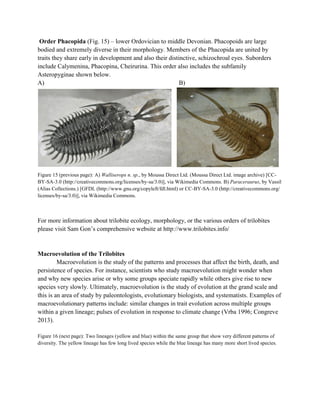 Order Phacopida (Fig. 15) – lower Ordovician to middle Devonian. Phacopoids are large
bodied and extremely diverse in their morphology. Members of the Phacopida are united by
traits they share early in development and also their distinctive, schizochroal eyes. Suborders
include Calymenina, Phacopina, Cheirurina. This order also includes the subfamily
Asteropyginae shown below.
A) B)
Figure 15 (previous page): A) Walliserops n. sp., by Moussa Direct Ltd. (Moussa Direct Ltd. image archive) [CC-
BY-SA-3.0 (http://creativecommons.org/licenses/by-sa/3.0)], via Wikimedia Commons. B) Paraceraurus, by Vassil
(Alias Collections.) [GFDL (http://www.gnu.org/copyleft/fdl.html) or CC-BY-SA-3.0 (http://creativecommons.org/
licenses/by-sa/3.0)], via Wikimedia Commons.
For more information about trilobite ecology, morphology, or the various orders of trilobites
please visit Sam Gon’s comprehensive website at http://www.trilobites.info/
Macroevolution of the Trilobites
Macroevolution is the study of the patterns and processes that affect the birth, death, and
persistence of species. For instance, scientists who study macroevolution might wonder when
and why new species arise or why some groups speciate rapidly while others give rise to new
species very slowly. Ultimately, macroevolution is the study of evolution at the grand scale and
this is an area of study by paleontologists, evolutionary biologists, and systematists. Examples of
macroevolutionary patterns include: similar changes in trait evolution across multiple groups
within a given lineage; pulses of evolution in response to climate change (Vrba 1996; Congreve
2013).
Figure 16 (next page): Two lineages (yellow and blue) within the same group that show very different patterns of
diversity. The yellow lineage has few long lived species while the blue lineage has many more short lived species.
 