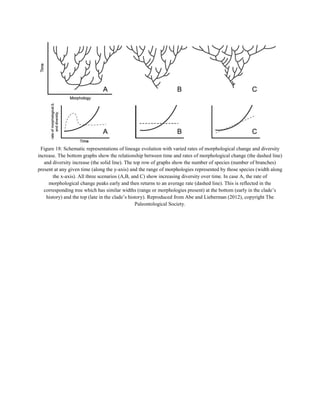 Figure 18: Schematic representations of lineage evolution with varied rates of morphological change and diversity
increase. The bottom graphs show the relationship between time and rates of morphological change (the dashed line)
and diversity increase (the solid line). The top row of graphs show the number of species (number of branches)
present at any given time (along the y-axis) and the range of morphologies represented by those species (width along
the x-axis). All three scenarios (A,B, and C) show increasing diversity over time. In case A, the rate of
morphological change peaks early and then returns to an average rate (dashed line). This is reflected in the
corresponding tree which has similar widths (range or morphologies present) at the bottom (early in the clade’s
history) and the top (late in the clade’s history). Reproduced from Abe and Lieberman (2012), copyright The
Paleontological Society.
 
