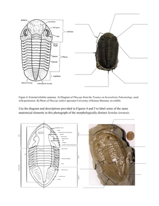 Figure 4: External trilobite anatomy. A) Diagram of Phacops from the Treatise on Invertebrate Paleontology, used
with permission. B) Photo of Phacops milleri specimen University of Kansas Museum, on exhibit.
Use the diagram and descriptions provided in Figures 4 and 5 to label some of the same
anatomical elements in this photograph of the morphologically distinct Isotelus iownesis.
 