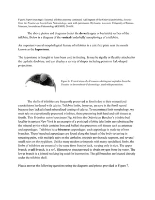 Figure 5 (previous page): External trilobite anatomy continued. A) Diagram of the Ordovician trilobite, Isotelus
from the Treatise on Invertebrate Paleontology, used with permission. B) Isotelus iowensis. University of Kansas
Museum, Invertebrate Paleontology (KUMIP) 294608.
The above photos and diagrams depict the dorsal (upper or backside) surface of the
trilobite. Below is a diagram of the ventral (underbelly) morphology of a trilobite.
An important ventral morphological feature of trilobites is a calcified plate near the mouth
known as the hypostome.
The hypostome is thought to have been used in feeding. It may be rigidly or flexibly attached to
the cephalic doublure, and can display a variety of shapes including points or fork-shaped
projections.
Figure 6: Ventral view of a Ceraurus whittingtoni cephalon from the
Treatise on Invertebrate Paleontology, used with permission.
The shells of trilobites are frequently preserved as fossils due to their mineralized
exoskeletons hardened with calcite. Trilobite limbs, however, are rare in the fossil record
because they lacked a hard mineralized coating of calcite. To reconstruct limb morphology, we
must rely on exceptionally preserved trilobites, those preserving both hard and soft tissues as
fossils. This Triarthus eatoni specimen (Fig. 6) from the Ordovician Beecher’s trilobite bed
locality in upstate New York is an example of a pyritized trilobite (the limbs are substituted by
the mineral pyrite which contains Iron and Sulfur) that preserves soft tissues such as antennae
and appendages. Trilobites have biramous appendages: each appendage is made up of two
branches. These branched appendages are found along the length of the body occurring in
repeating pairs, with multiple pairs on the cephalon, one pair per thoracic segment, and several
small pairs on the pygidium. Unlike many modern arthropods with many specialized limbs, the
limbs of trilobites are essentially the same from front to back, varying only in size. The upper
branch, or gill branch, is a soft, filamentous structure used to obtain oxygen from the water. The
lower branch is a jointed walking leg used for locomotion. The gill branches are located directly
under the trilobite shell.
Please answer the following questions using the diagrams and photos provided in Figure 7.
 