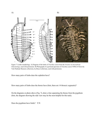 A) B)
Figure 7: Limbo morphology. A) Diagram of the limbs of Triarthus eatoni from the Treatise on Invertebrate
Paleontology, used with permission. B) Photograph of a pyritized specimen of Triarthus eatoni YPM 219 from the
Yale Peabody Museum collections, by Bruce Lieberman, used with permission.
How many pairs of limbs does the cephalon have?
How many pairs of limbs does the thorax have (hint, there are 14 throacic segments)?
On the diagrams or photo above (Fig. 7), draw a line separating the thorax from the pygidium
(hint, the diagram showing the side view may be the most helpful for this task).
Does the pygidium have limbs? Y/N
 