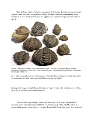 Many different clades of trilobites are capable of flexing the thoracic segments to rest the
cephalon on the pygidium. The process of flexing into a ball is known as enrollment. Some
trilobites even have structures that allow the cephalon and pygidium margins to interlock for a
tight fit.
Figure 9: Fully enrolled trilobites, Flexicalymene meeki (Upper Ordovician) University of Kansas Museum,
Invertebrate Paleontology (KUMIP) 241339-241344 and University of Kansas Museum, Invertebrate Paleontology
(KUMIP) 241347-241349.
Given what you just learned about the structure of trilobite limbs, what do you think the benefit
of enrollment was? What might cause a trilobite to roll up into a ball?
Looking at the range of morphologies illustrated in Figure 1, what other structures do you think
likely served the same function as enrollment?
Trilobites had compound eyes, made up of numerous calcite lenses. Eyes in which
individual lenses are not separated are known as holochroal (Fig. 10A). All of the lenses in a
holochroal eye share a single cornea or covering. Eyes in which individual lenses were separated
 