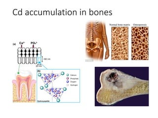 Cd accumulation in bones
 