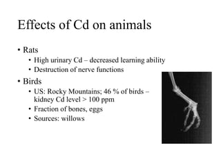 Effects of Cd on animals
• Rats
• High urinary Cd – decreased learning ability
• Destruction of nerve functions
• Birds
• US: Rocky Mountains; 46 % of birds –
kidney Cd level > 100 ppm
• Fraction of bones, eggs
• Sources: willows
 