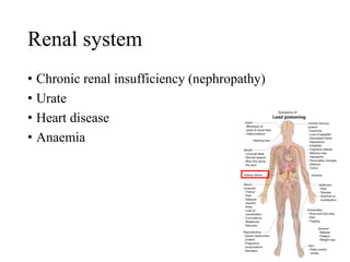 Renal system
• Chronic renal insufficiency (nephropathy)
• Urate
• Heart disease
• Anaemia
 