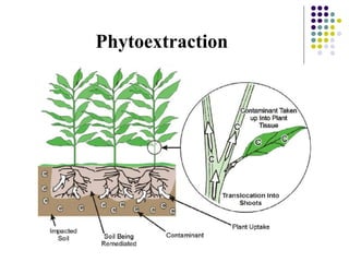 Phytoextraction
 
