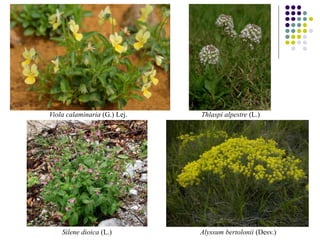 Viola calaminaria (G.) Lej. Thlaspi alpestre (L.)
Silene dioica (L.) Alyssum bertolonii (Desv.)
 