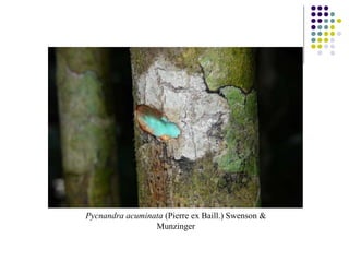 Pycnandra acuminata (Pierre ex Baill.) Swenson &
Munzinger
 