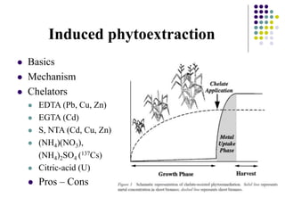 Induced phytoextraction
 Basics
 Mechanism
 Chelators
 EDTA (Pb, Cu, Zn)
 EGTA (Cd)
 S, NTA (Cd, Cu, Zn)
 (NH4)(NO3),
(NH4)2SO4 (137Cs)
 Citric-acid (U)
 Pros – Cons
 