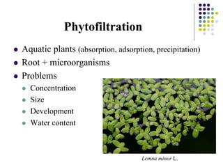 Phytofiltration
 Aquatic plants (absorption, adsorption, precipitation)
 Root + microorganisms
 Problems
 Concentration
 Size
 Development
 Water content
Lemna minor L.
 