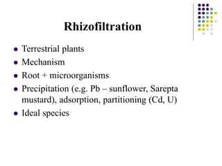 Rhizofiltration
 Terrestrial plants
 Mechanism
 Root + microorganisms
 Precipitation (e.g. Pb – sunflower, Sarepta
mustard), adsorption, partitioning (Cd, U)
 Ideal species
 