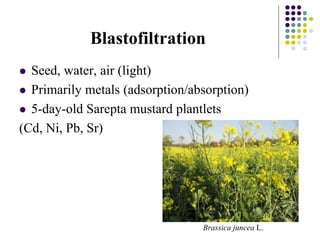 Blastofiltration
 Seed, water, air (light)
 Primarily metals (adsorption/absorption)
 5-day-old Sarepta mustard plantlets
(Cd, Ni, Pb, Sr)
Brassica juncea L.
 