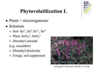 Phytovolatilization I.
 Plants + microorganisms
 Selenium
 Soil: Se2-, Se0, Se4+, Se6+
 Plant: SeO4
2-, SeO3
2-
 Dimethyl selenide
(e.g. cucumber)
 Dimethyl diselenide
 Forage, soil supplement
Astragalus bisulcatus (Hook.) A. Gray
 