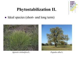 Phytostabilization II.
 Ideal species (short- and long term)
Agrostis stolonifera L. Populus alba L.
 