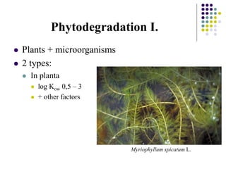 Phytodegradation I.
 Plants + microorganisms
 2 types:
 In planta
 log Kow 0,5 – 3
 + other factors
Myriophyllum spicatum L.
 