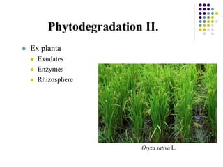 Phytodegradation II.
 Ex planta
 Exudates
 Enzymes
 Rhizosphere
Oryza sativa L.
 