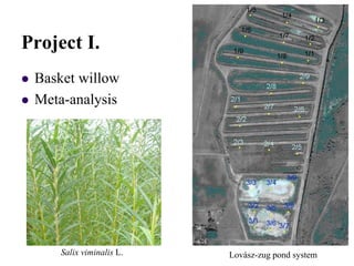 Project I.
 Basket willow
 Meta-analysis
Salix viminalis L. Lovász-zug pond system
 