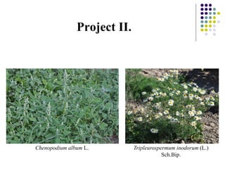 Project II.
Chenopodium album L. Tripleurospermum inodorum (L.)
Sch.Bip.
 