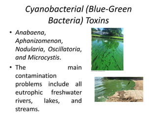 Cyanobacterial (Blue-Green
Bacteria) Toxins
• Anabaena,
Aphanizomenon,
Nodularia, Oscillatoria,
and Microcystis.
• The main
contamination
problems include all
eutrophic freshwater
rivers, lakes, and
streams.
 