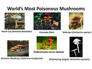 World’s Most Poisonous Mushrooms
Death Cap (Amanita phalloides) Conocybe filaris Webcaps (Cortinarius species)
Autumn Skullcap (Galerina marginata) Destroying Angels (Amanita species)
Podostroma cornu-damae
 