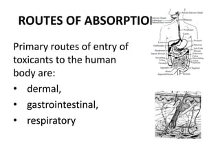 ROUTES OF ABSORPTION
Primary routes of entry of
toxicants to the human
body are:
• dermal,
• gastrointestinal,
• respiratory
 