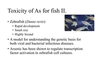 Toxicity of As for fish II.
• Zebrafish (Danio rerio)
• Rapid development
• Small size
• Highly fecund
• A model for understanding the genetic basis for
both viral and bacterial infectious diseases.
• Arsenic has been shown to regulate transcription
factor activation in zebrafish cell cultures.
 