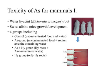 Toxicity of As for mammals I.
• Water hyacint (Eichornia crassipes) root powder
• Swiss albino mice growth/development
• 4 groups including
• Control (uncontaminated food and water)
• As-group (uncontaminated food + sodium
arsenite-containing water
• As + Hy group (Hy roots +
As-contaminted water)
• Hy group (only Hy roots)
 