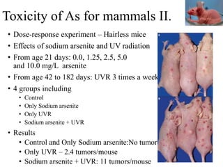 Toxicity of As for mammals II.
• Dose-response experiment – Hairless mice
• Effects of sodium arsenite and UV radiation
• From age 21 days: 0.0, 1.25, 2.5, 5.0
and 10.0 mg/L arsenite
• From age 42 to 182 days: UVR 3 times a week
• 4 groups including
• Control
• Only Sodium arsenite
• Only UVR
• Sodium arsenite + UVR
• Results
• Control and Only Sodium arsenite:No tumor
• Only UVR – 2.4 tumors/mouse
• Sodium arsenite + UVR: 11 tumors/mouse
 