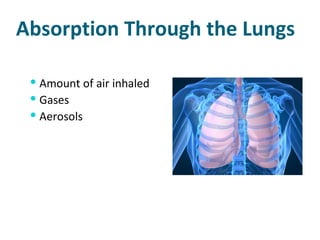 Absorption Through the Lungs Amount of air inhaled Gases Aerosols 
