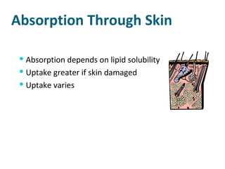 Absorption Through Skin Absorption depends on lipid solubility Uptake greater if skin damaged Uptake varies  