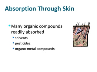 Absorption Through Skin Many organic compounds readily absorbed solvents pesticides organo-metal compounds 