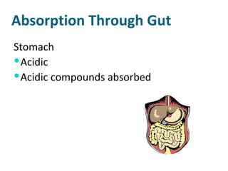 Absorption Through Gut Stomach  Acidic Acidic compounds absorbed 