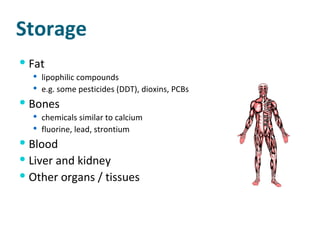 Storage Fat lipophilic compounds e.g. some pesticides (DDT), dioxins, PCBs Bones chemicals similar to calcium fluorine, lead, strontium Blood Liver and kidney Other organs / tissues 
