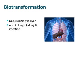 Biotransformation Occurs mainly in liver Also in lungs, kidney & intestine 
