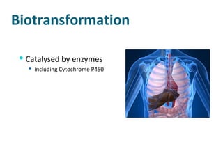 Biotransformation Catalysed by enzymes including Cytochrome P450 