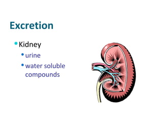 Excretion Kidney urine water soluble compounds 