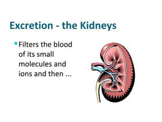 Excretion - the Kidneys Filters the blood of its small molecules and ions and then ... 