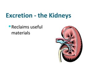 Excretion - the Kidneys Reclaims useful materials  