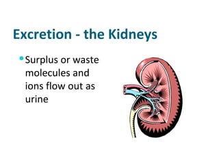 Excretion - the Kidneys Surplus or waste molecules and ions flow out as urine 