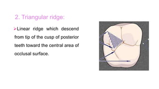 Linear Ridge Structure Introduction 2 | PPTX