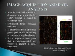 







Slide is dried and scanned to
determine how much labelled
cDNA (probe) is bound to
each target spot.
Hybridized target produces
emissions.
Microarray software often uses
green spots on the microarray
to represent upregulated genes.
Red to represent those genes
that are downregulated and
yellow to present in equal
abundance

Fig-05 Gene chip showing different
type of color spots

 