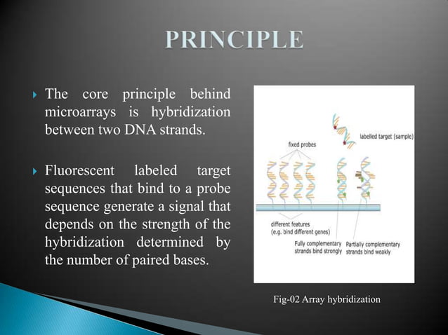 MICROARRAY | PPTX