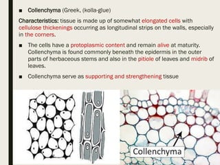 ■ Collenchyma (Greek, (kolla-glue)
Characteristics: tissue is made up of somewhat elongated cells with
cellulose thickenings occurring as longitudinal strips on the walls, especially
in the corners.
■ The cells have a protoplasmic content and remain alive at maturity.
Collenchyma is found commonly beneath the epidermis in the outer
parts of herbaceous stems and also in the pitiole of leaves and midrib of
leaves.
■ Collenchyma serve as supporting and strengthening tissue
 