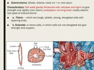 ■ Sclerenchyma: (Greek, skleros, hard; en = in; chin pour)
Characteristics: Cell walls greatly thickened with cellulose and lignin to give
strength and rigidity (corn stem); protoplasm not long lived; mostly absent;
two types of sclerenchyma:
■ a. Fibers: – which are tough, pliable, strong, elongated cells with
tapering ends.
■ b. Sclereids: or stone cells, in which cells are not elongated but give
strength and support.
 