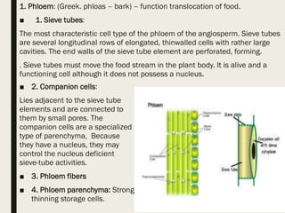 1. Phloem: (Greek. phloas – bark) – function translocation of food.
■ 1. Sieve tubes:
The most characteristic cell type of the phloem of the angiosperm. Sieve tubes
are several longitudinal rows of elongated, thinwalled cells with rather large
cavities. The end walls of the sieve tube element are perforated, forming.
. Sieve tubes must move the food stream in the plant body. It is alive and a
functioning cell although it does not possess a nucleus.
■ 2. Companion cells:
Lies adjacent to the sieve tube
elements and are connected to
them by small pores. The
companion cells are a specialized
type of parenchyma, Because
they have a nucleus, they may
control the nucleus deficient
sieve-tube activities.
■ 3. Phloem fibers
■ 4. Phloem parenchyma: Strong
thinning storage cells.
 