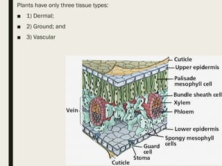 Plants have only three tissue types:
■ 1) Dermal;
■ 2) Ground; and
■ 3) Vascular
 