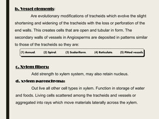 (1) Annual. (2) Spiral. (3) Scalariform. (4) Reticulate. (5) Pitted vessels.
b. Vessel elements:
Are evolutionary modifications of tracheids which evolve the slight
shortening and widening of the tracheids with the loss or perforation of the
end walls. This creates cells that are open and tubular in form. The
secondary walls of vessels in Angiosperms are deposited in patterns similar
to those of the tracheids so they are:
c. Xylem fibers:
Add strength to xylem system, may also retain nucleus.
d. xylem parenchyma:
Out live all other cell types in xylem. Function in storage of water
and foods. Living cells scattered among the tracheids and vessels or
aggregated into rays which move materials laterally across the xylem.
 
