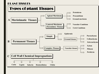 PLANT TISSUES
Types of plant Tissues
Meristimatic Tissues
Apical Meristem
Lateral Meristem
(Secondary Tissue)
Permanent Tissues
Cell Wall Chemical Impregnations
Procambium
Cork Cambium
Protoderm
Ground meristem
Vascular Cambium
Simple
Complex Tissues
Epidermis
Ground tissues
Parenchyma
Collenchyma
Sclerenchyma
Vascular tissues
Xylem
Phloem
Periderm
Cutin Lignin Suberin Hemicellulose Chitin
A
B
C
 