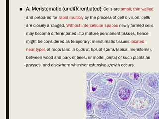 ■ A. Meristematic (undifferentiated): Cells are small, thin walled
and prepared for rapid multiply by the process of cell division, cells
are closely arranged. Without intercellular spaces newly formed cells
may become differentiated into mature permanent tissues, hence
might be considered as temporary; meristimatic tissues located
near types of roots (and in buds at tips of stems (apical meristems),
between wood and bark of trees, or model joints) of such plants as
grasses, and elsewhere wherever extensive growth occurs.
 